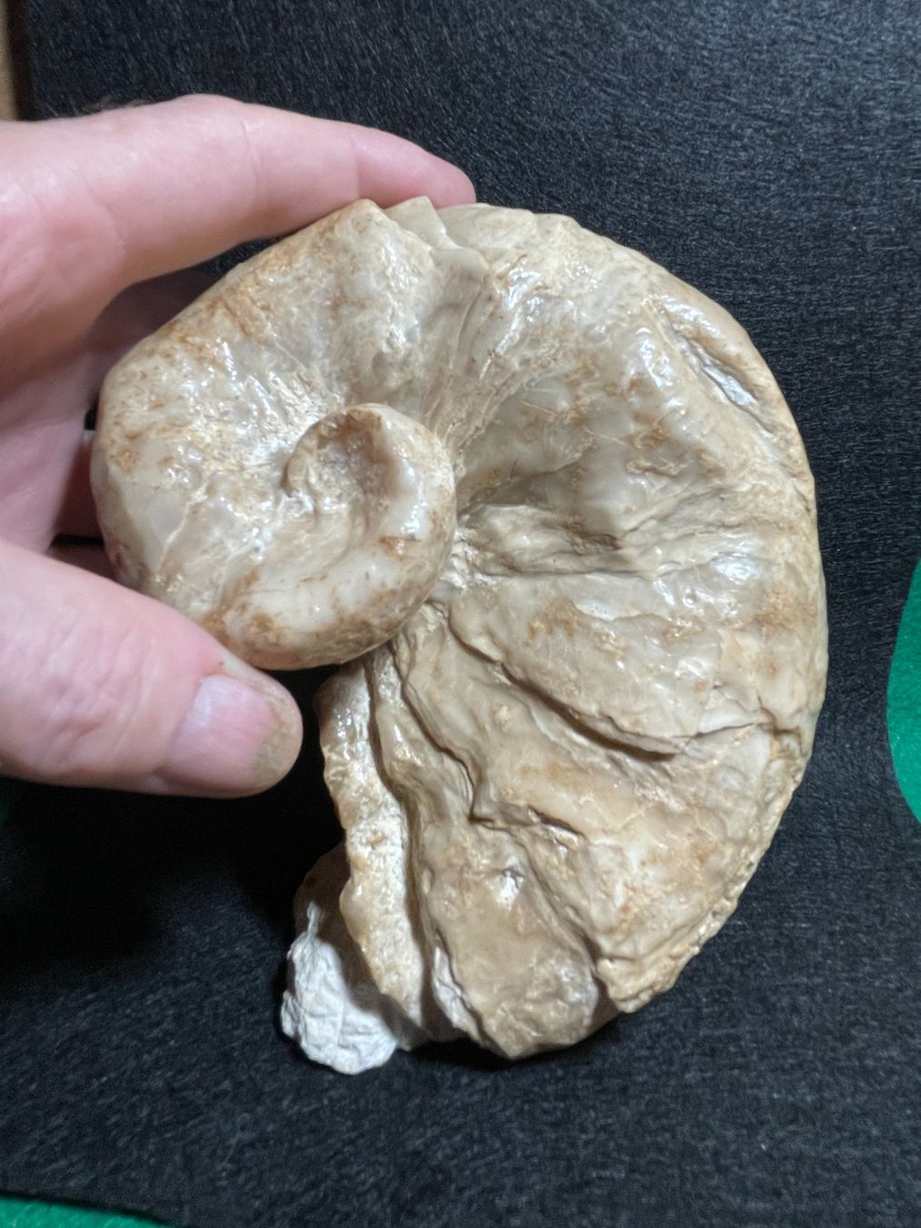 Fossili: Grande Huitre spiralée, rare – Nuovo (secondo la descrizione) da Cernier venduto da Tashi_Delek 1