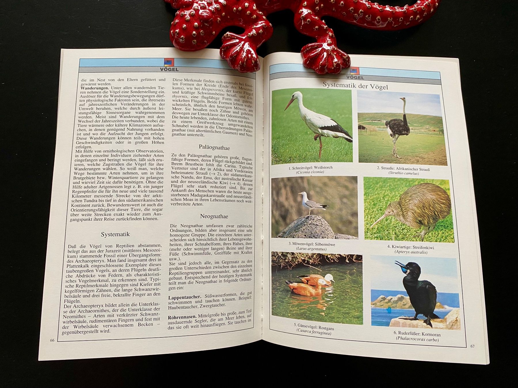 Libri: ZOOLOGIE / WIRBELTIERE – Usato da Nussbaumen AG venduto da schuba2000 4