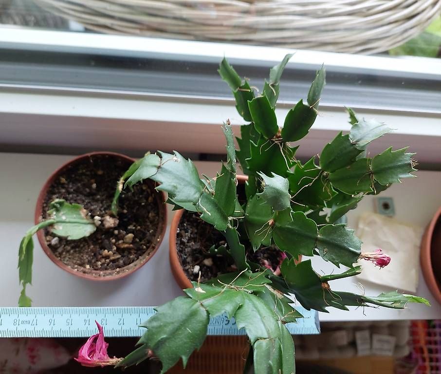 Pflanzen & Samen: Kaktee, Succulent – Gebraucht aus Nidau von jul_6tpv 1