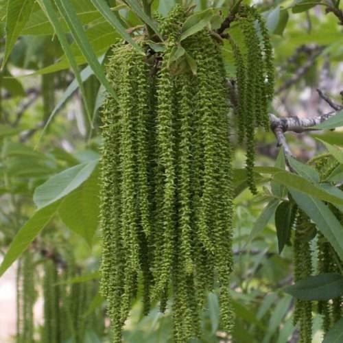 Piante & sementi: Noyer de pécan - Pacanier  20cm – Nuovo (secondo la descrizione) da Bremblens venduto da FIBONACCI369 1