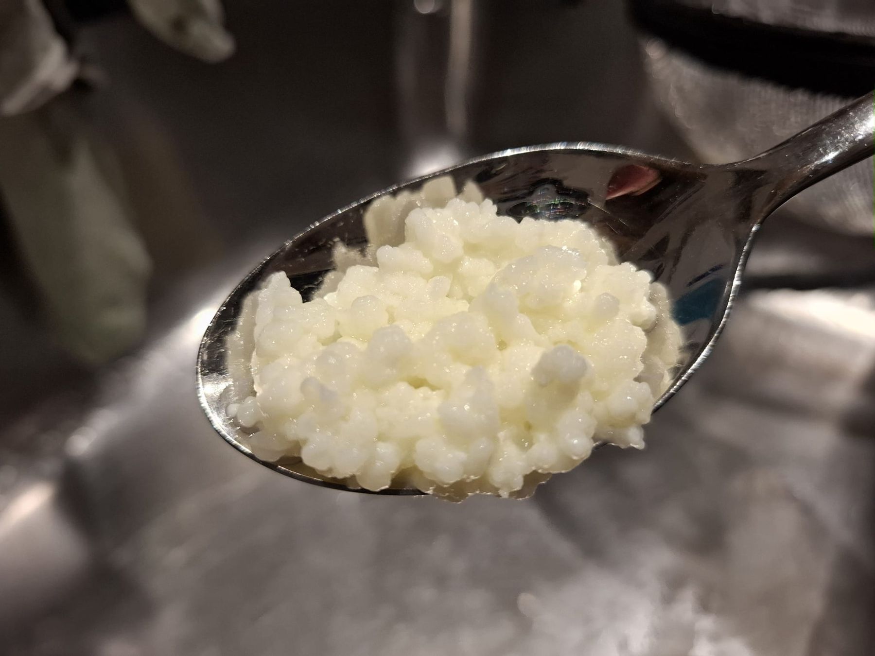 Cibi & Specialità: 💥 Kefir Milchkefir Knollen – Usato da Wagerswil venduto da Wankelthalmae 1