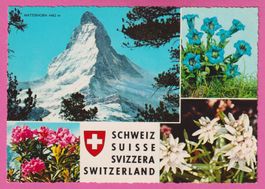 Zermatt Matterhorn 4482m 4-Bild Karte mit Alpenblumen