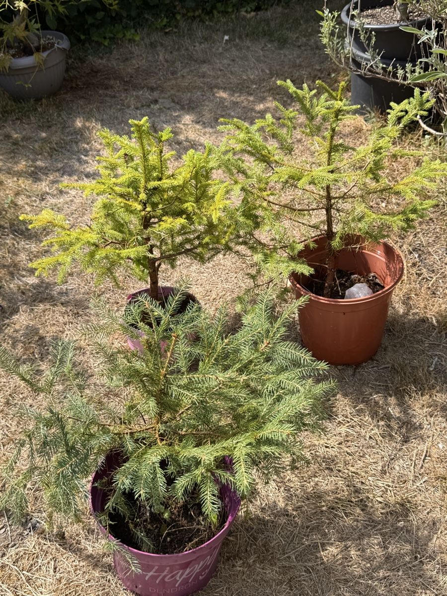 Piante & sementi: Bonsai/Fichte – Usato da Münchwilen TG venduto da baluzi3