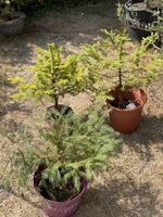 Bonsai/Fichte