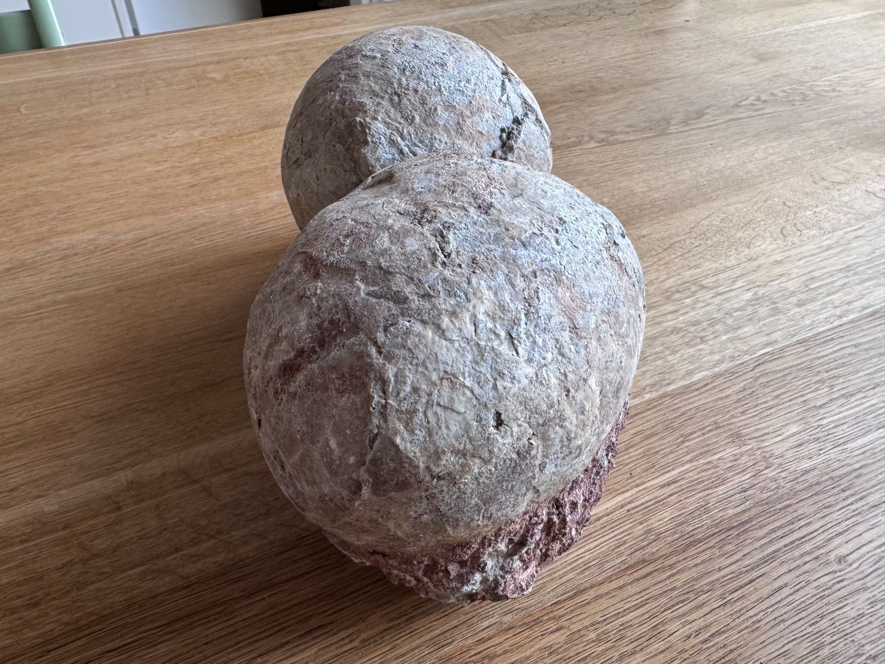 Fossili: Dinosaurier Fossil - Hadrosaurus/Dendroolithus Eier – Usato da Zürich venduto da xevious69 8
