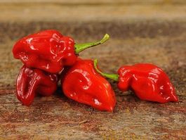25 Samen HABANERO TOBAGO SEASONING