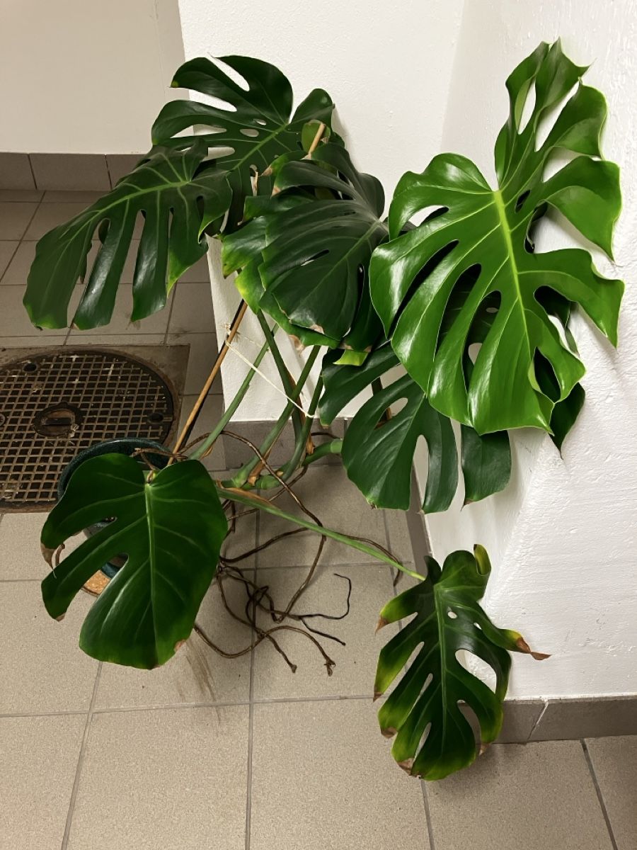 Plantes & graines: Grosse Monstera – D'occasion à Zürich par ysk_xn8c 2