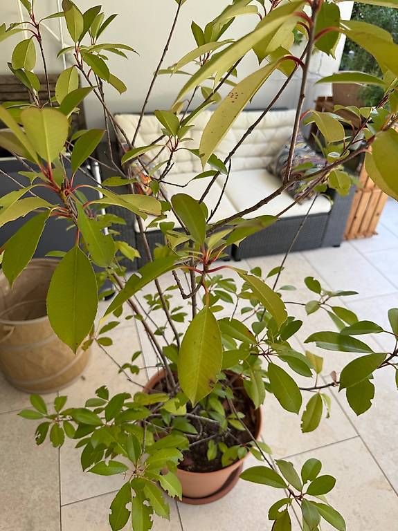 Plantes & graines: Pflanze – D'occasion à Luzern par el_duende 1