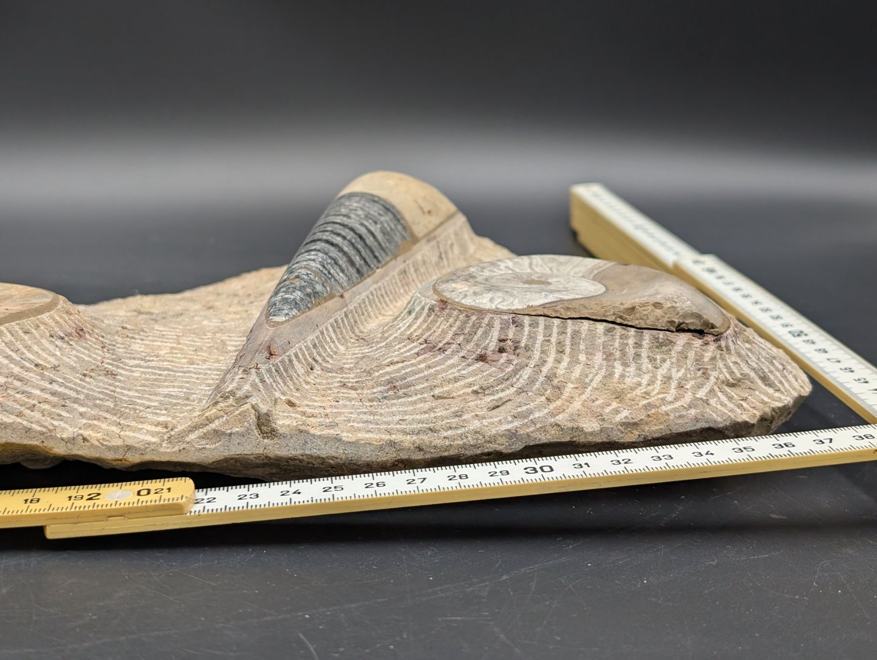 Fossili: Fossil Ammonit Belemnit? im Jura-Gestein? Versteinert – Usato da Winterthur venduto da Hint17 7