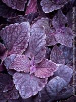 Burgundy Buntnessel (Coleus - Solenostemon scutellarioides)