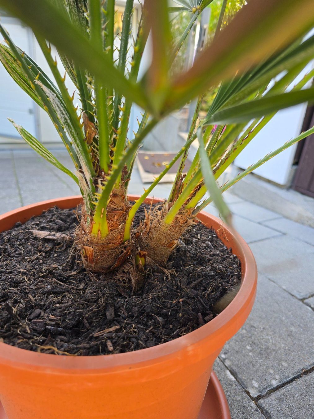 Piante & sementi: Fächerpalme Chamaerops humilis – Usato da Aarburg venduto da popkorn65 3