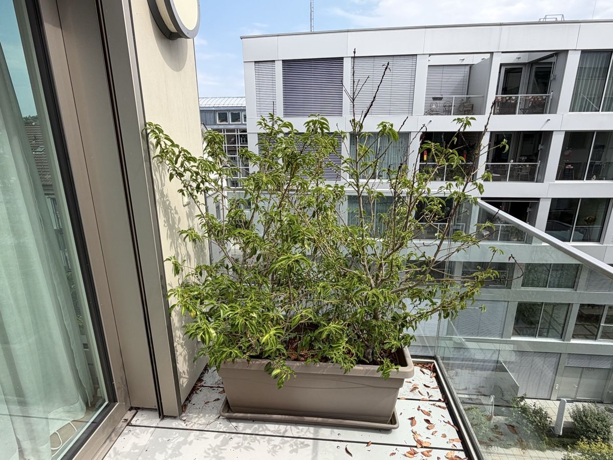 Piante & sementi: Blumentopf mit Pflanze und Untersetzer  – Usato da Winterthur venduto da saram26 1