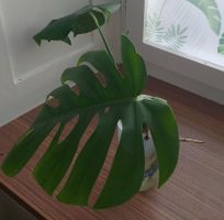 Schönes Monstera-Blatt Ableger / auf Wunsch bewurzelt