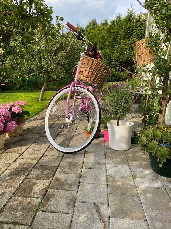 Pink retro store bike