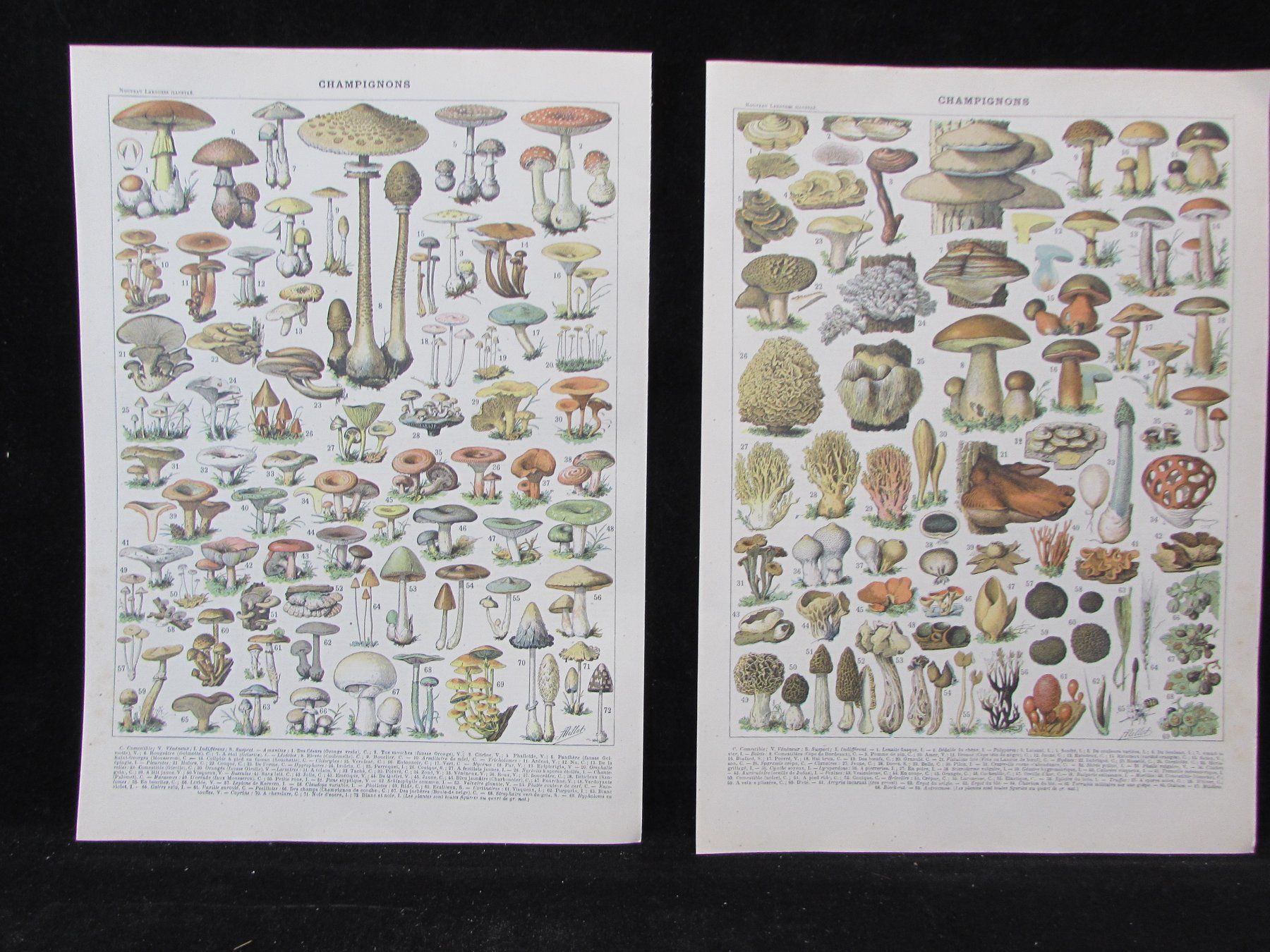 Grafiken & Lithographien: Pilzsaison, 2 schöne Lithos, 1900 – Gebraucht aus Walchwil von Shells1