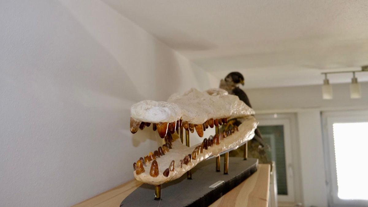 Fossilien: Krokodilschädel – Gebraucht aus Biel/Bienne von nimmes 1