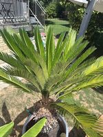 Friedenspalme, Cycas Revoluta