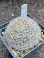 Kakteen, Pflanze, Mammillaria schiedeana v. dumetorum