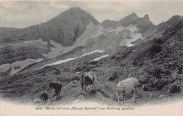 Säntis mit dem "Blauen Schnee vom Öhrliweg, Kühe, um 1910-15
