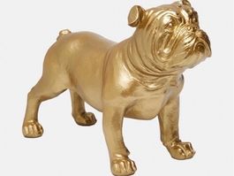 Goldige Bulldogge