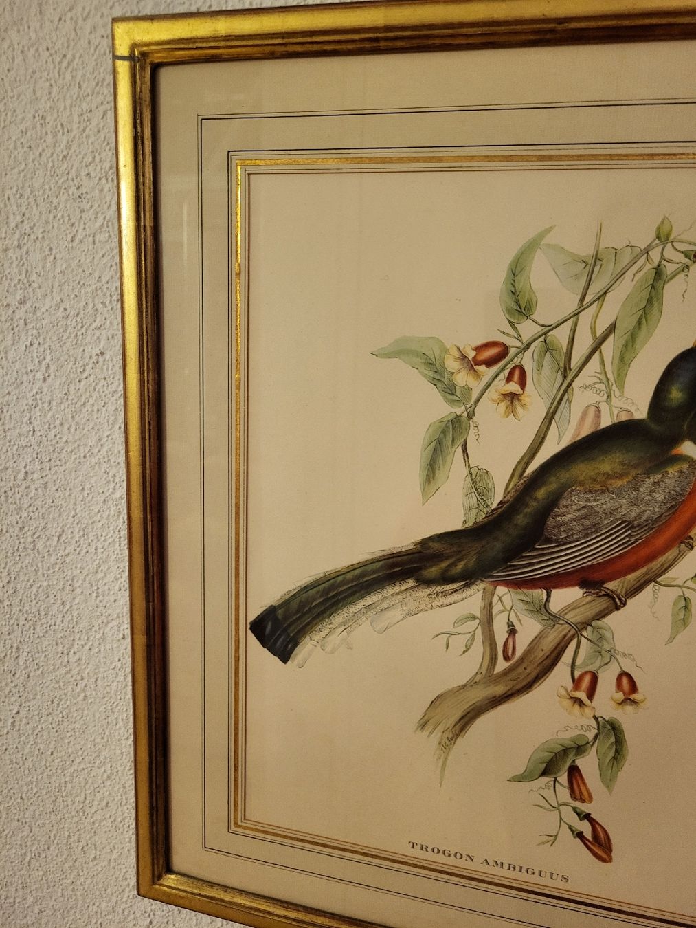 Grafiken & Lithographien: Alte Lithographien, sehr detailliert und schön – Gebraucht aus Zürich von Lizi7 3