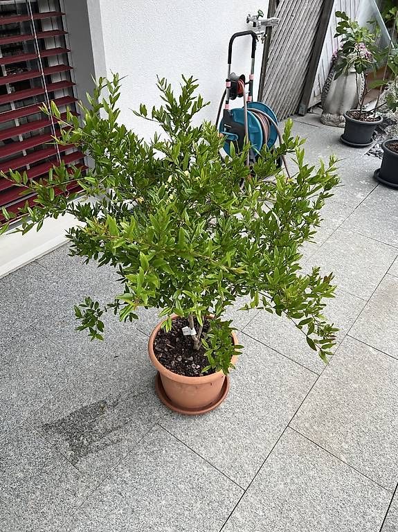 Piante & sementi: Granatapfelbaum inkl. Topf – Usato da Riniken venduto da Rikaner