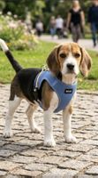 Hundegeschirr BOSS Grösse M blau neu mit Etikett
