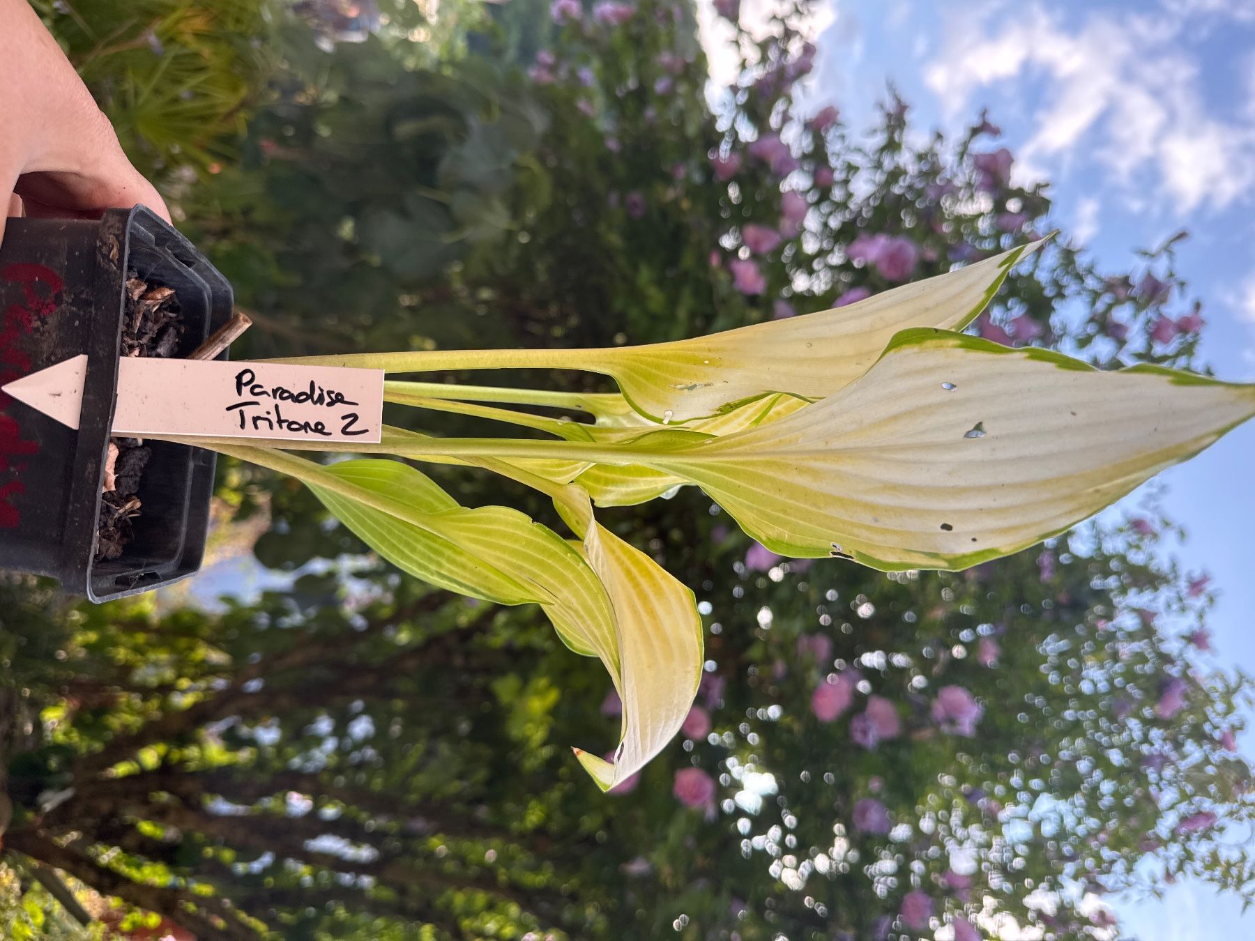 Piante & sementi: Hosta Paradise Tritone 2 – Usato da Lajoux JU venduto da Briard0