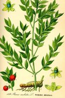 Ab 5.- fr 10 SAMEN RUSCUS ACULEATUS” IMMERGRÜN