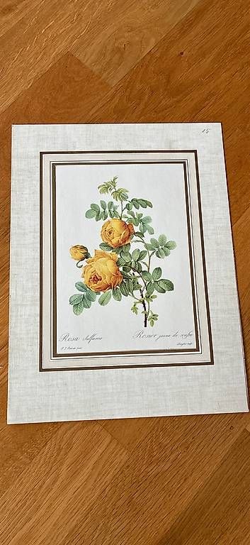 Foto & Immagini: 3 Vintage Rosenbilder – Usato da St. Gallen venduto da Sirii9000 2