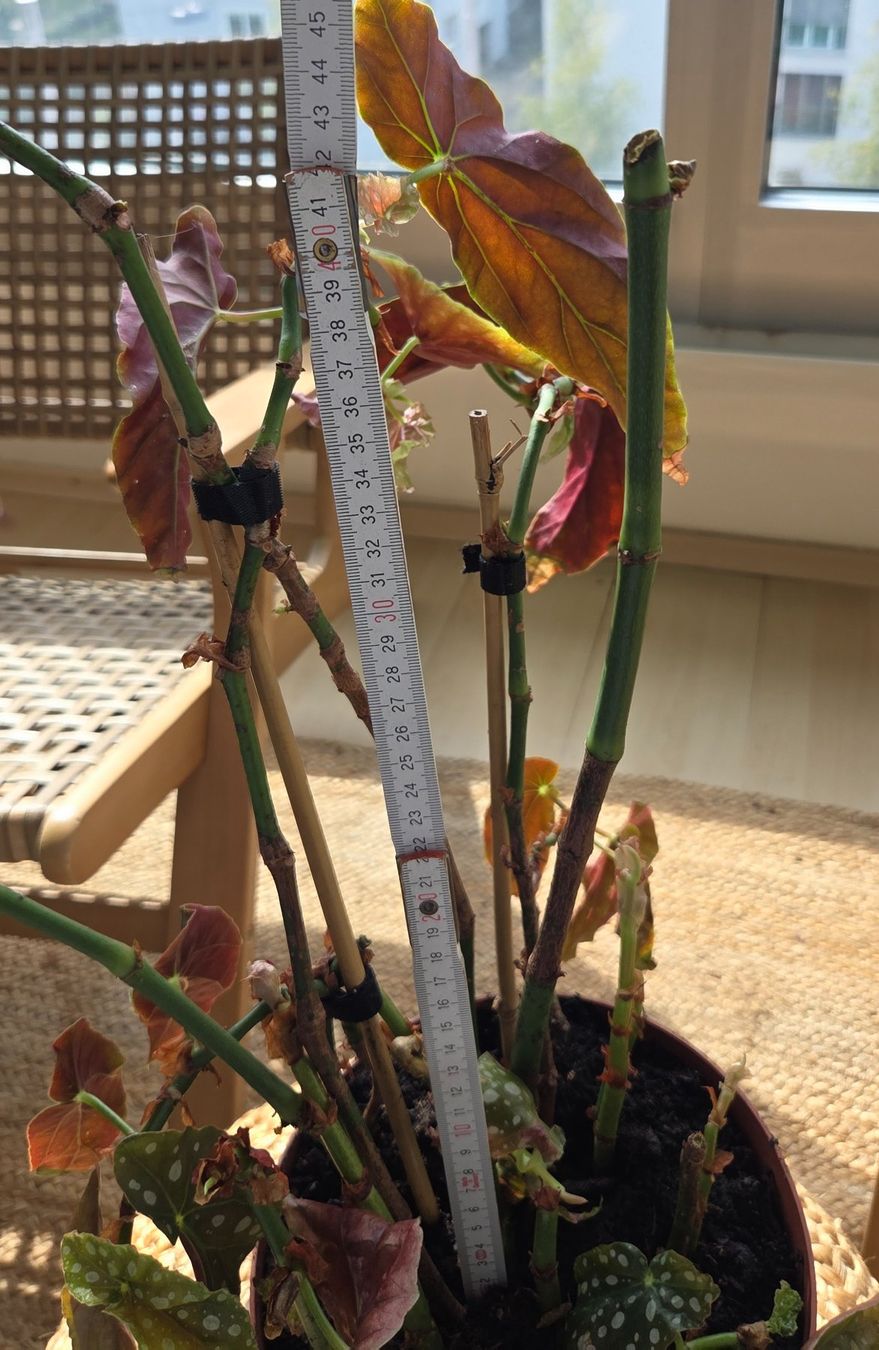 Plantes & graines: Forellenbegonie (ca. 40cm) – D'occasion à Zürich par wile_coyote 3
