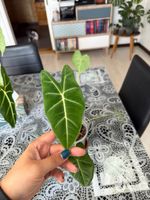 Alocasia Frydek (Green Velvet) - Stabilisiert in Substrat P
