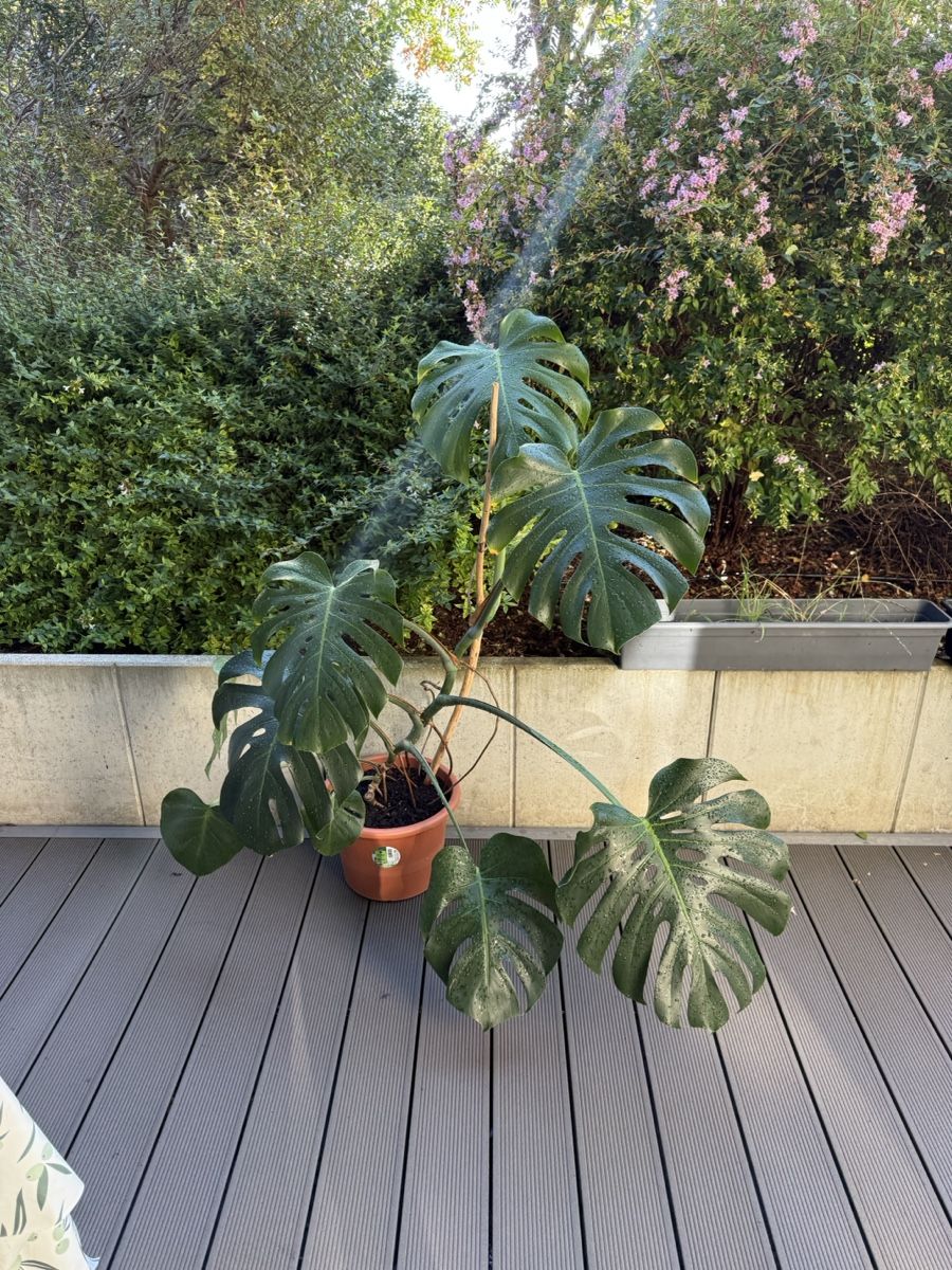 Piante & sementi: Monstera Deliciosa  – Usato da Grosshöchstetten venduto da Al___Uk
