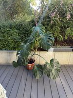 Monstera Deliciosa 