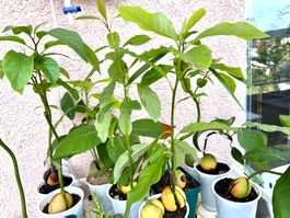 7 Avocado Bäume (Jungpflanzen)