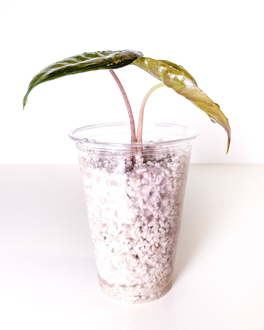 Pflanzen & Samen: Alocasia Baginda Pink Dragon – Neu (gemäss Beschreibung) aus Seuzach von  2