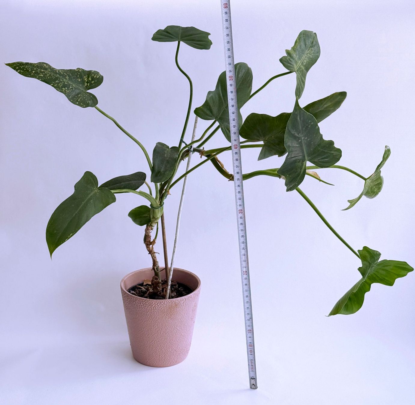 Piante & sementi: PHILODENDRON*GOLDEN DRAGON***** – Nuovo (secondo la descrizione) da Dübendorf venduto da Orchid18 3