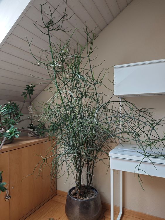 Bleistiftbaum (Euphorbia tirucalli) (Gebraucht) in Wald ZH fr CHF 10  nur  Abholung auf Ricardo kaufen