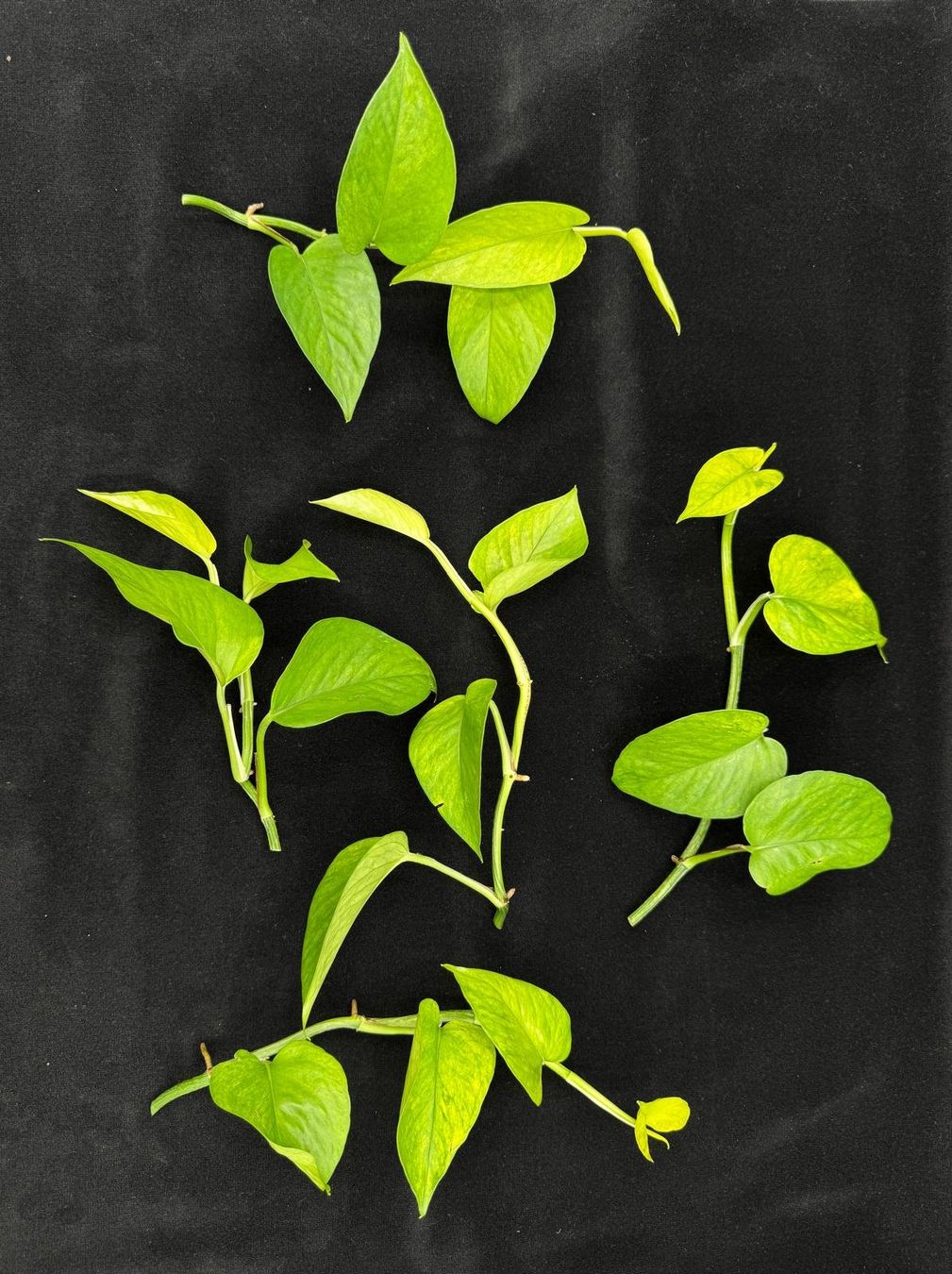 Piante & sementi: Epipremnum aureum 'Teruno Himiko' – Nuovo (secondo la descrizione) da Bühler venduto da googelibear 1