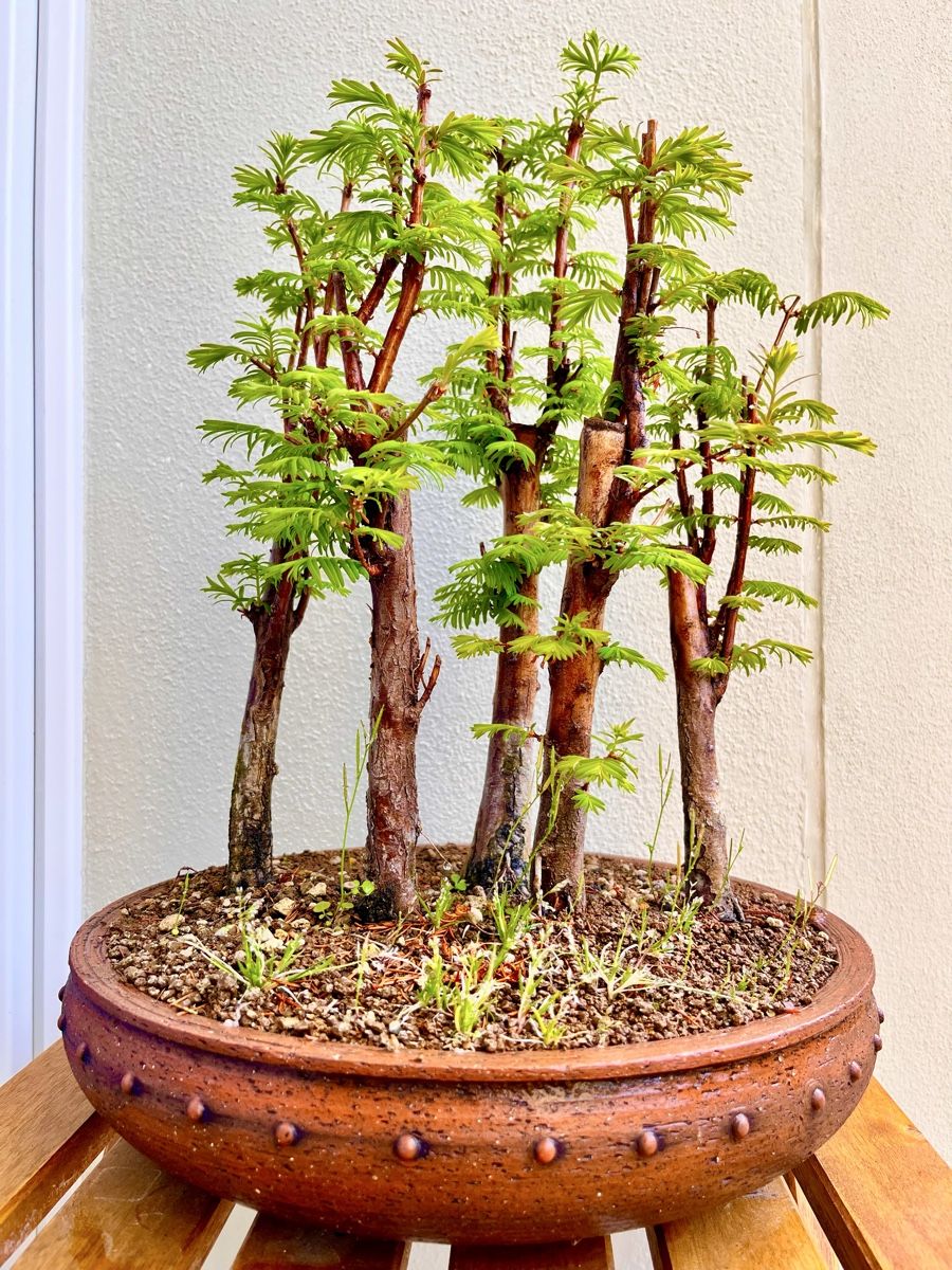 Piante & sementi: Bonsai Wald Gruppe – Nuovo (secondo la descrizione) da Fislisbach venduto da fislisbach5442 2