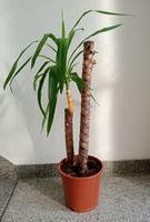 IKEA Yucca elephantipes im Plastiktopf