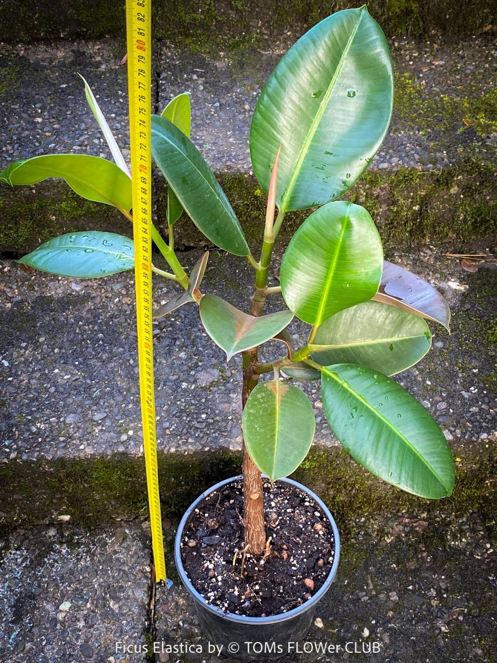 Piante & sementi: Ficus Elastica - rund 70cm Gummi-Bäumchen – Nuovo e nell'imballaggio originale da Adliswil venduto da TAKEYOURPLANT 1
