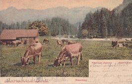 Rosenlaui  BE    -    Kühe  /  Alpenweide      um  1 9 0 1
