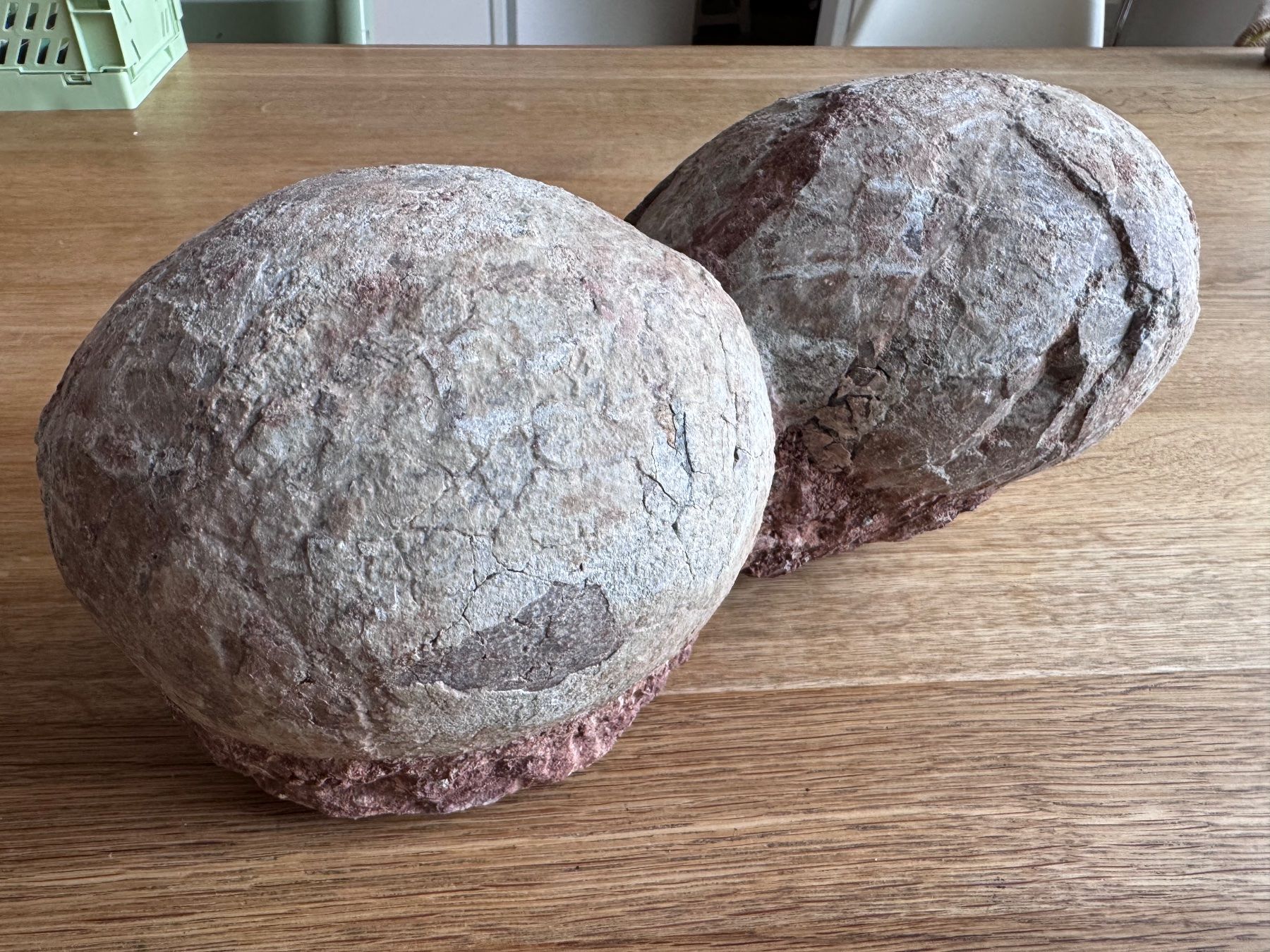 Fossili: Dinosaurier Fossil - Hadrosaurus/Dendroolithus Eier – Usato da Zürich venduto da xevious69 6