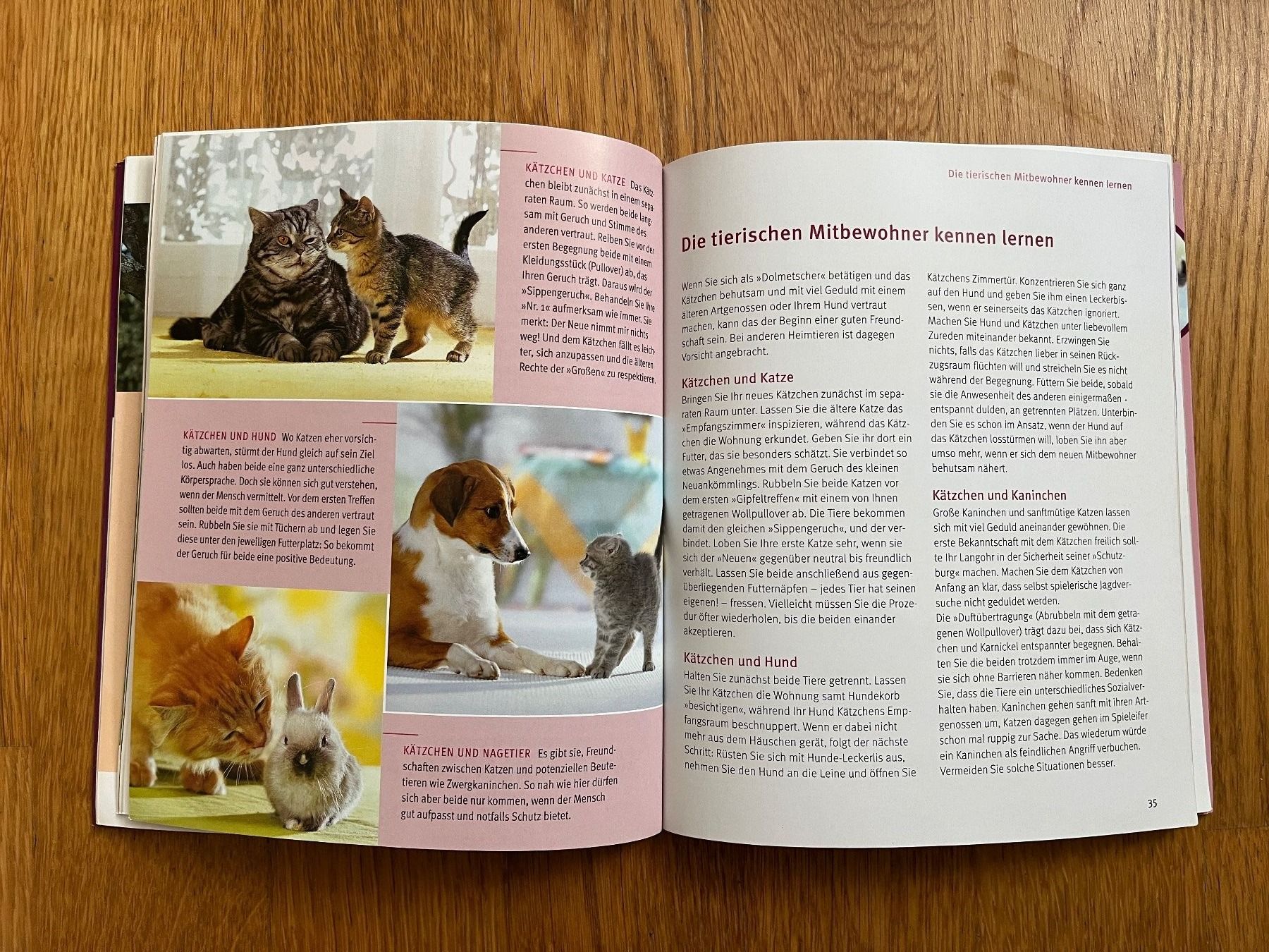 Libri: GU Tierratgeber "Unser Kätzchen" – Usato da Grosswangen venduto da Vita500 2