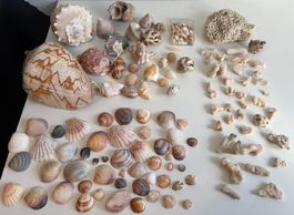 Fossilien, versteinerte Korallen, Schneckenhäuser, Muscheln