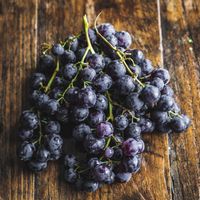 Vigne raisin sans pépins NIGHT BEAUTY  ( PLANT )