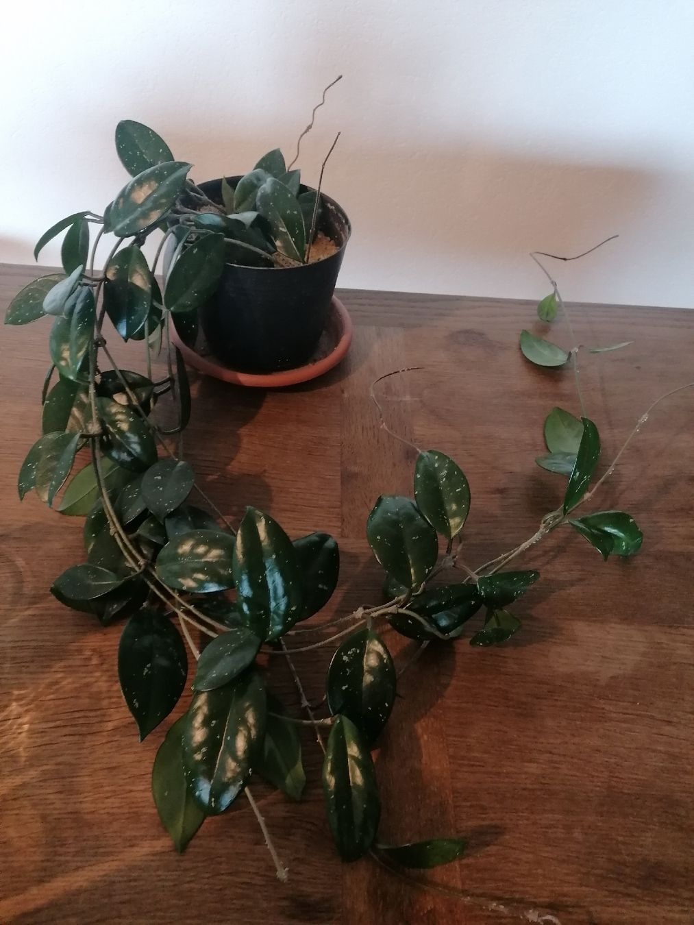 Piante & sementi: Hoya Carnosa +100 cm – Usato da Le Mont-Pèlerin venduto da dundun1 2