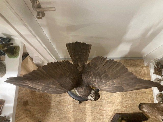 Il mondo degli animali: Vogel – Usato da Pfaffnau venduto da Yoka0 2