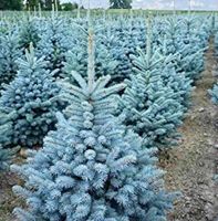 Ab 5.- fr 5 Samen Silberblaue Fichte "PICEA PUNGENS GLAUCA"
